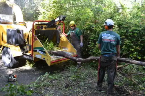 tree services Newport